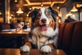 Dog at Pet Friendly Restaurant, dog care routine, luxury dog life