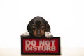 Image of dog portrait do not disturb text white background studio Royalty Free Stock Photo