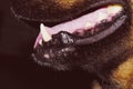 Image of dog showing its teeth on home, closeup