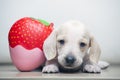 Image of dog strawberry white background Royalty Free Stock Photo