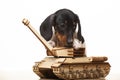 Image of dog tank white background
