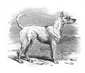 Image of a dog Terrier in the old book The Encyclopaedia Britannica, vol. 7, by C. Blake, 1877, Edinburgh