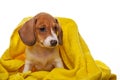 Image of dog towel white background Royalty Free Stock Photo
