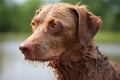 image of a dog with wet, reddened skin due to water allergy