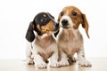 Image of dog white background Royalty Free Stock Photo