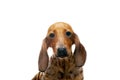 Image of dog white background Royalty Free Stock Photo