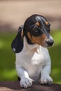 Image of dog wooden desk grass background Royalty Free Stock Photo