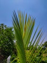 The image is dominated by the palm leaves, capturing their distinct texture and structure. Royalty Free Stock Photo