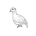 Image of a dove in black and white