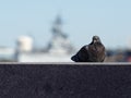 Image of a dove near the Delaware river in Philadelphia Royalty Free Stock Photo