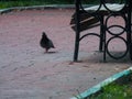 Image of a dove strolling beside the bench in the park Royalty Free Stock Photo