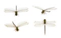 Image of dragonfly group on a white background. Transparent wings insect. Insect. Animal