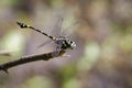 Image of a Dragonfly Ictinogomphus Decoratus. Insect Animal