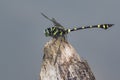 Image of a Dragonfly Ictinogomphus Decoratus.