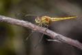 Image of a Dragonfly Pantala flavescens Royalty Free Stock Photo