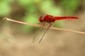 Image of dragonfly perched on a tree branch Royalty Free Stock Photo