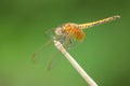 Image of dragonfly perched on a tree branch Royalty Free Stock Photo