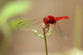 Image of dragonfly perched on a tree branch Royalty Free Stock Photo