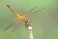 Image of dragonfly perched on a tree branch Royalty Free Stock Photo