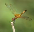 Image of dragonfly perched on a tree branch Royalty Free Stock Photo