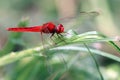 Image of dragonfly perched on a tree branch Royalty Free Stock Photo