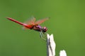 Image of dragonfly perched on a tree branch. Royalty Free Stock Photo