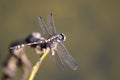 Image of dragonfly perched on a tree branch. Royalty Free Stock Photo