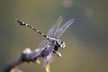 Image of dragonfly perched on tree branch on nature background Royalty Free Stock Photo