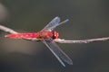 Image of dragonfly perched on a tree branch. Royalty Free Stock Photo