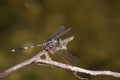 Image of dragonfly perched on a tree branch. Royalty Free Stock Photo