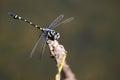 Image of dragonfly perched on a tree branch. Royalty Free Stock Photo