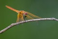 Image of dragonfly perched on a tree branch. Royalty Free Stock Photo