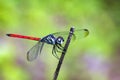 Image of dragonfly perchedLathrecista asiaticaon a tree branch Royalty Free Stock Photo