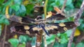 Image of a dragonfly Rhyothemis Variegata on nature background,animal insect.