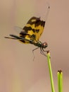 Image of a dragonfly Rhyothemis variegata.