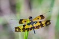 Image of a dragonfly Rhyothemis variegata.