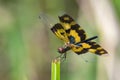 Image of a dragonfly Rhyothemis variegata.