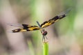 Image of a dragonfly Rhyothemis variegata.