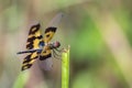 Image of a dragonfly Rhyothemis variegata.