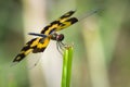 Image of a dragonfly Rhyothemis variegata.