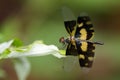 Image of a dragonfly Rhyothemis variegata on nature background