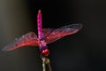 Image of a dragonfly Trithemis aurora on nature background.