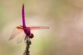 Image of a dragonfly Trithemis aurora on nature background.