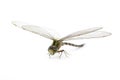 Image of dragonfly on a white background. Transparent wings insect. Insect. Animal Royalty Free Stock Photo