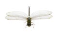 Image of dragonfly on a white background. Transparent wings insect. Insect. Animal Royalty Free Stock Photo