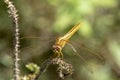 Image of dragonfly Yellow perched on the grass top in the nature
