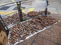 An image of dried abalone that is offered for sale near Des Voeux Road in Hong Kong Royalty Free Stock Photo