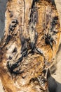 Driftwood and sand detailed close-up nature image