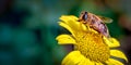 Drone-Fly, Eristalis tenax a bee mimic on Daisy Like Flower Cleaning its Front Legs