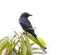 Image of drongo bird Dicruridae on nature background. Animal. Birds